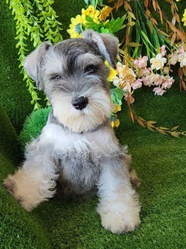 Schnauzer Miniatura Rj 709589