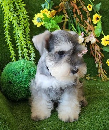 Schnauzer Miniatura Rj 709590