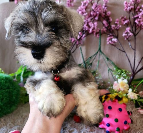 Schnauzer Miniatura Rj 709591