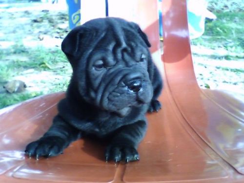 Sharpei Lindos Filhotes 729471