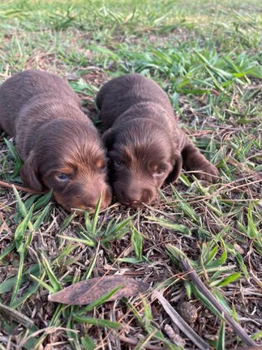 Teckel Dachs Deliciosas Salsichinhas À Venda Aprecie Sem Moderação.cães Criados Por Médica Veterinária. 727181