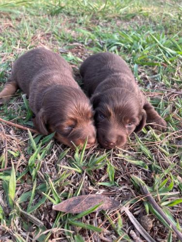 Teckel Dachs Deliciosas Salsichinhas À Venda Aprecie Sem Moderação.cães Criados Por Médica Veterinária. 727182