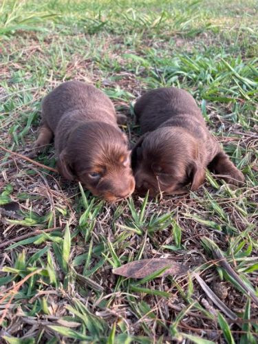 Teckel Dachs Deliciosas Salsichinhas À Venda Aprecie Sem Moderação.cães Criados Por Médica Veterinária. 727183