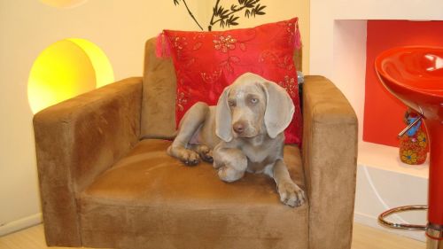 Weimaraner Lindos Filhotes 729477