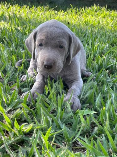 Weimaraners Criados Por Médica Veterinária Você Só Encontra Aqui. 727175