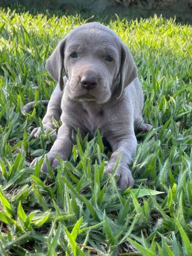 Weimaraners Criados Por Médica Veterinária Você Só Encontra Aqui. 727176