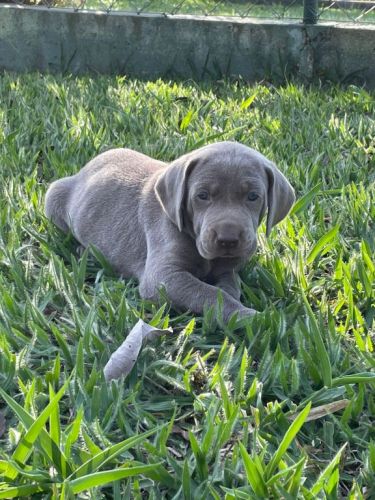 Weimaraners Criados Por Médica Veterinária Você Só Encontra Aqui. 727177