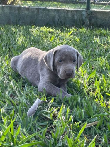 Weimaraners Criados Por Médica Veterinária Você Só Encontra Aqui. 727178