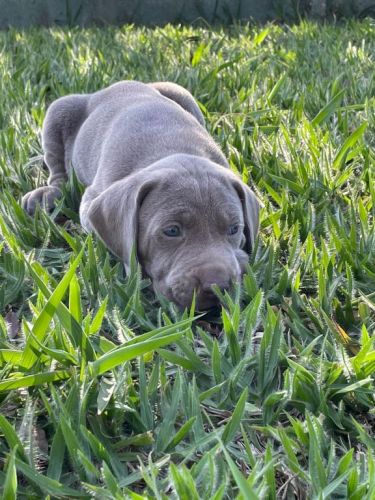 Weimaraners Criados Por Médica Veterinária Você Só Encontra Aqui. 727179