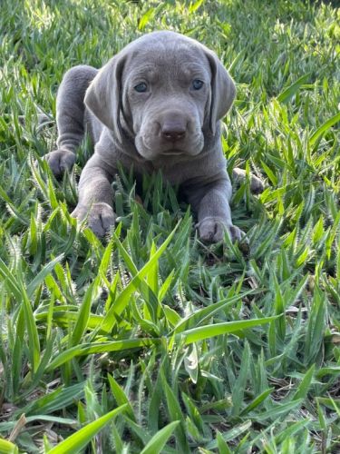 Weimaraners Criados Por Médica Veterinária Você Só Encontra Aqui. 727180